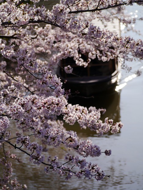 写真: 桜と小舟