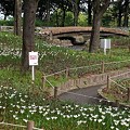 木曽三川海津公園 (7)