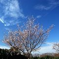 庄内緑地：冬桜 (5)