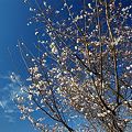 庄内緑地：冬桜 (2)