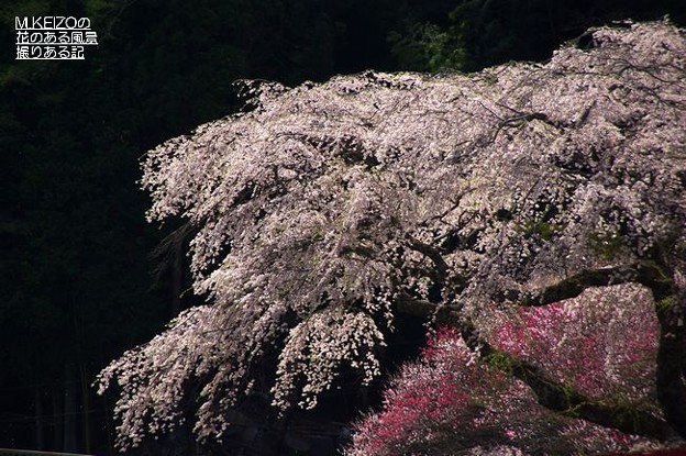 写真: 黒船の桜 (17)