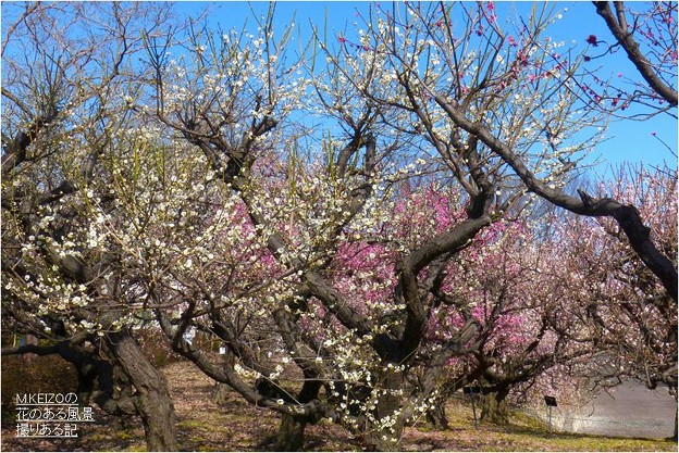 写真: 梅品種見本園