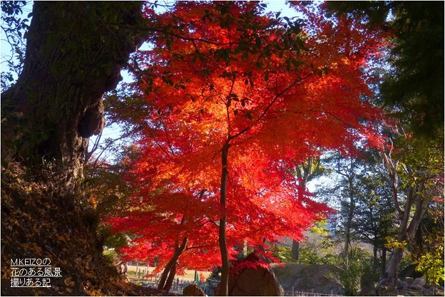 写真: 名古屋城二之丸庭園 (2)