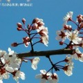 07）ベニバスモモ（バラ科）別名赤葉桜