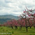 写真: 猿投山と桃畑