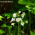 自然園【27】白色のクリンソウ