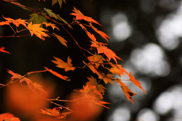 写真: 秋の静かな森の中