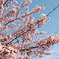 写真: 百桜