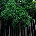 写真: 杉の森