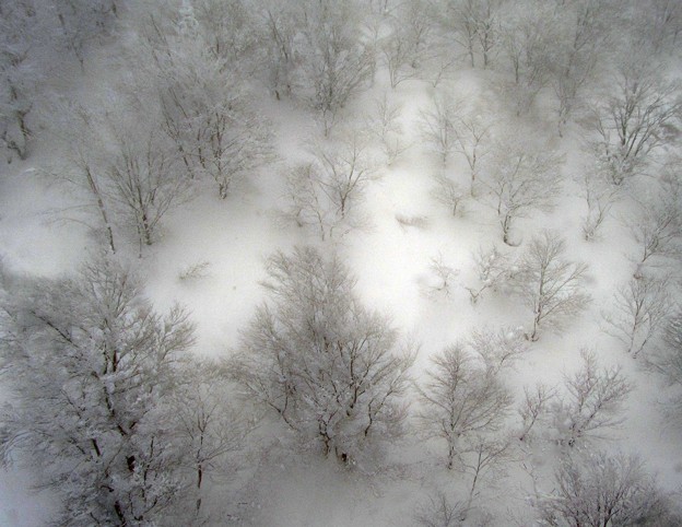 写真: 雪に埋もれ
