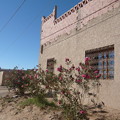 Roses house in desert
