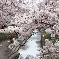 写真: 桜の水路