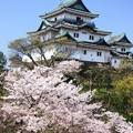 写真: 桜と和歌山城