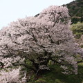 写真: 千年桜