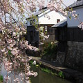 写真: 八幡堀の桜