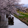 写真: 水路と桜