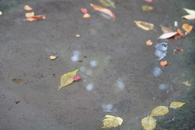写真: 水たまりの落ち葉