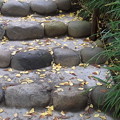 写真: 石段と落ち葉