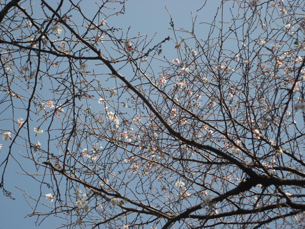 10月桜 ＋冬桜 　0911_1