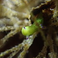 写真: 極小コミドリリュウグウウミウシ