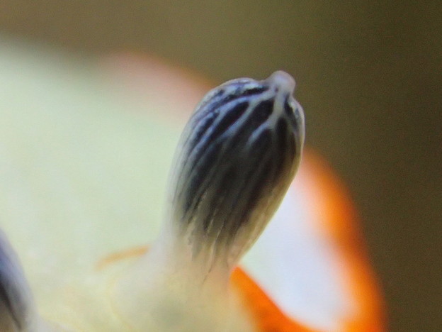 写真: にょきっ！ハナオトメウミウシの触覚