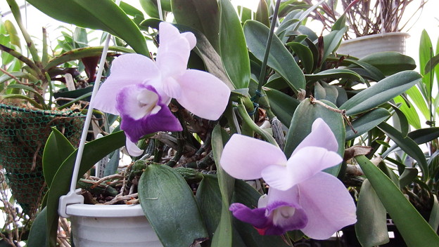 C.Mini Purple v. coerulea ‘Blue Sky’ BM/JOGA  (21)