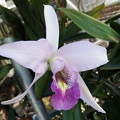 Lnt. Wrigleyi ‘Orchid library’ BM/JOGA  (40)