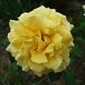 写真: 黄色いバラ