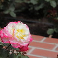 写真: 浜寺公園の薔薇6
