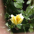 浜寺公園の薔薇9