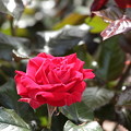 写真: 浜寺公園の薔薇１