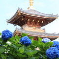 写真: 長慶寺の紫陽花(6)