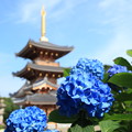 写真: 長慶寺の紫陽花(7)