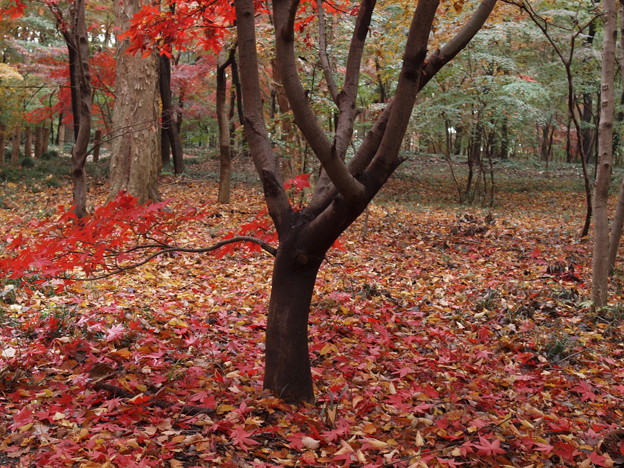写真: 散りゆく紅葉