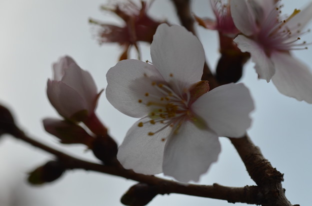 写真: 冬桜ー２
