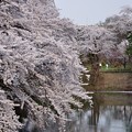 弘前城の桜（弘前公園） _15