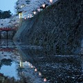 弘前城の桜（弘前公園） _40