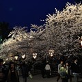弘前城の桜（弘前公園） _49