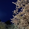 弘前城の桜（弘前公園） _50