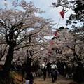 写真: 千秋公園の桜 2018-04-22_3