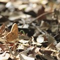 写真: 枯れ葉色の蝶々〜枯れ葉です♪