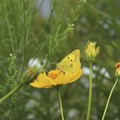黄色いお花に、黄色い蝶々♪