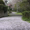 写真: ４月６日の桜〜いつもの小道♪
