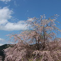 東吉野村〜1,000本の枝垂れ桜〜3♪