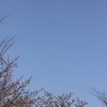 写真: 桜の思い出〜お月さまと桜♪