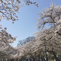 満開の桜〜♪
