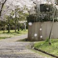 写真: 桜ふぶき〜♪