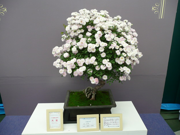 写真: 花祭〜鉢植え部門“大賞”　国際バラとガーデニングショウ