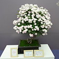 Photos: 花祭〜鉢植え部門“大賞”　国際バラとガーデニングショウ