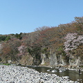Photos: 桜と釣り人